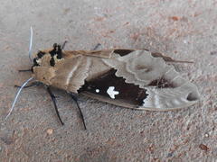 Lophostethus dumolinii