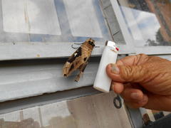 Lophostethus dumolinii