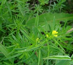 Galium verum