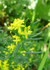 Galium verum