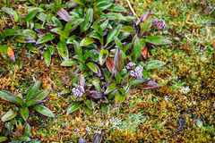Valeriana adscendens