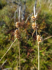Carex lepidocarpa