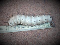 Lophostethus dumolinii