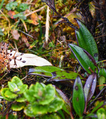 Valeriana adscendens