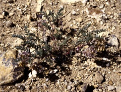 Astragalus pubentissimus