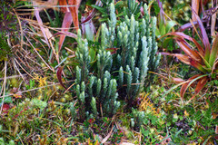 Hypericum lancioides