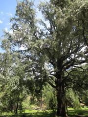 Quercus durifolia