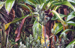 Linochilus rupestris