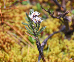 Linochilus rupestris