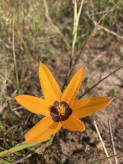 Pauridia canaliculata