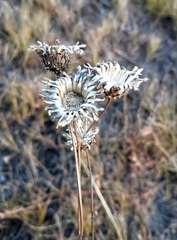 Centaurea scabiosa