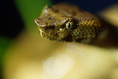 Craspedocephalus puniceus