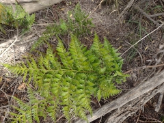 Rumohra adiantiformis