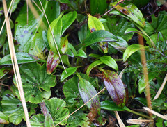 Valeriana adscendens