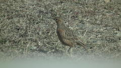 Chersomanes albofasciata