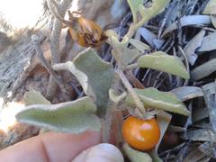 Solanum tomentosum tomentosum