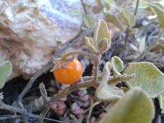 Solanum tomentosum tomentosum