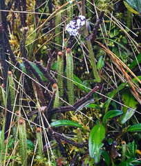 Valeriana adscendens