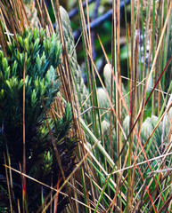 Hypericum lancioides
