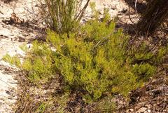 Serruria viridifolia