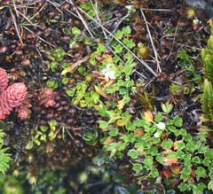 Geranium sibbaldioides sibbaldioides