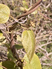 Stigmaphyllon bonariense