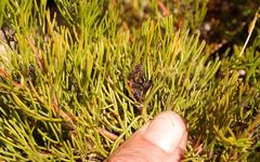 Serruria viridifolia