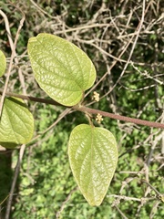 Stigmaphyllon bonariense