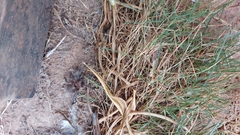 Dolichothele exilis