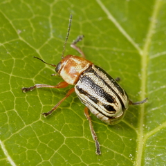 Pachybrachis bivittatus