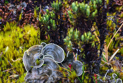 Hypericum lancioides