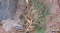 Dolichothele exilis