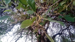 Vitex mollis