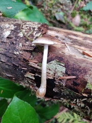 Hebeloma sacchariolens