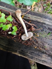 Hebeloma sacchariolens