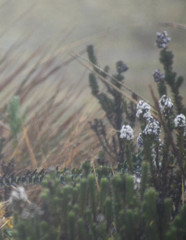 Valeriana microphylla