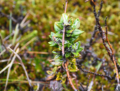 Monticalia andicola