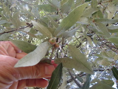 Quercus durifolia
