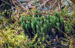 Hypericum lancioides