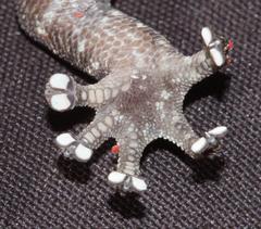 Goggia microlepidota