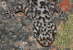 Goggia microlepidota