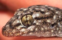 Goggia microlepidota