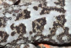 Goggia microlepidota