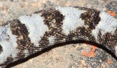 Goggia microlepidota