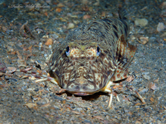 Prionotus scitulus