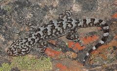 Goggia microlepidota