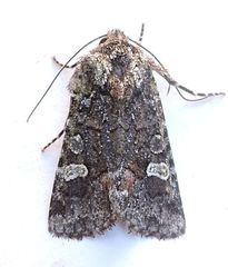 Lacinipolia sharonae