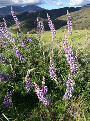 Lupinus longifolius