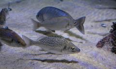 Pomadasys commersonnii