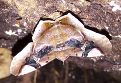 Euclystis guerini